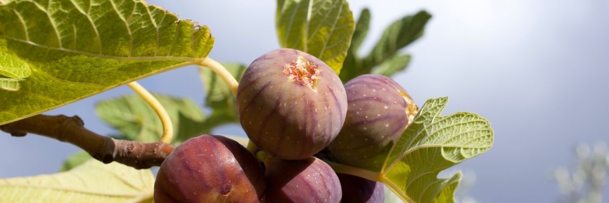 Ep. 141: Jesus Curses the Fig Tree